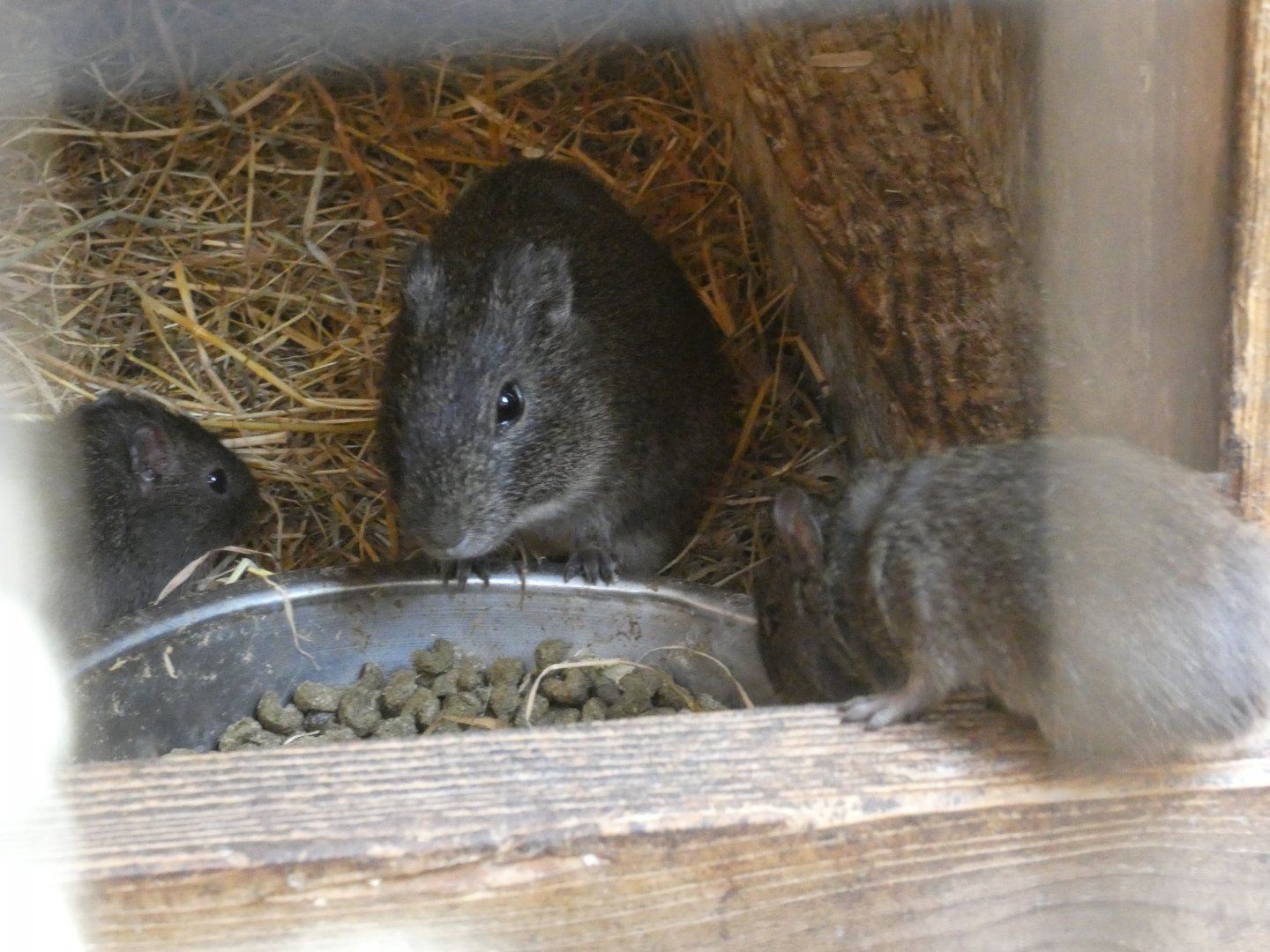 Brazilian Guinea Pig