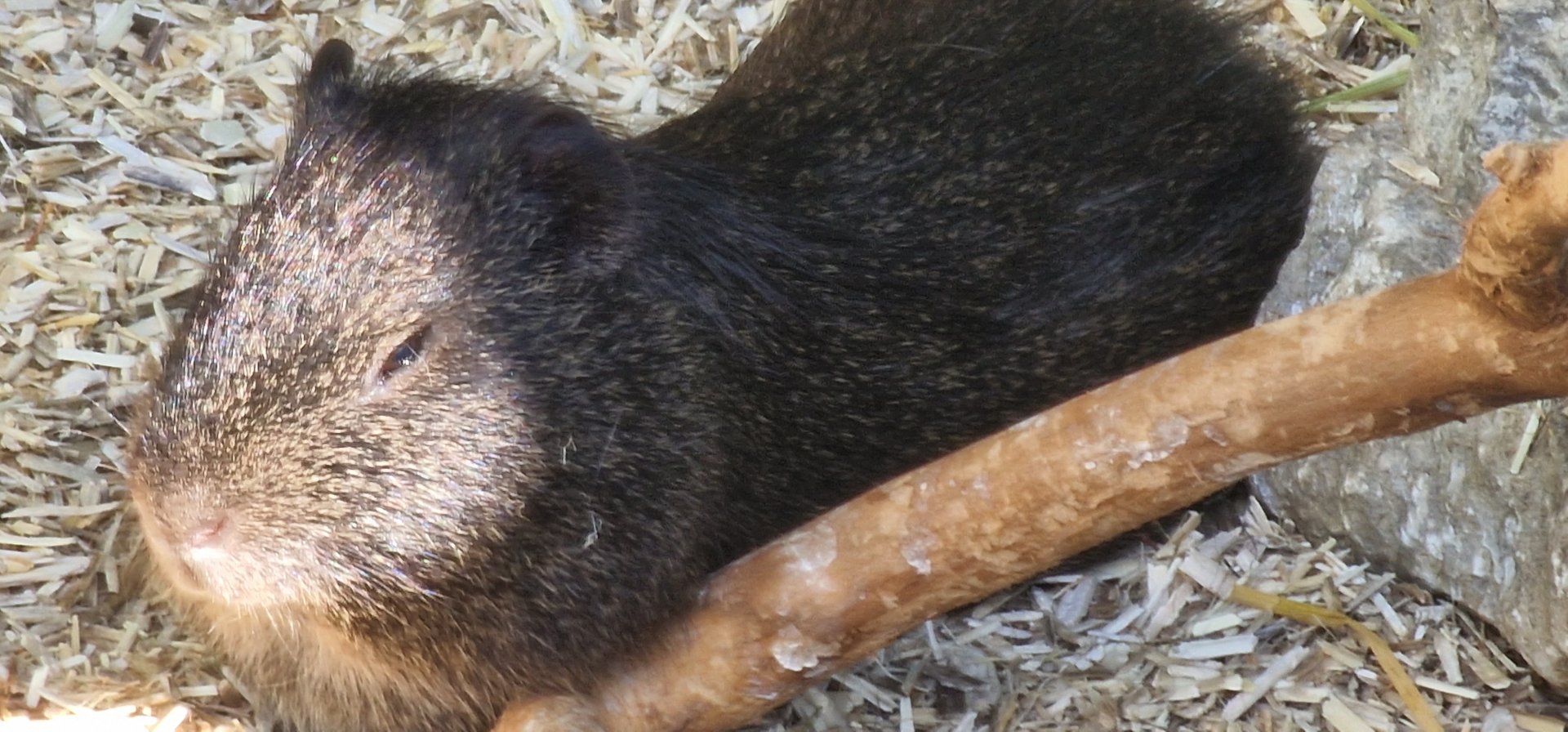 Brazilian guinea pig