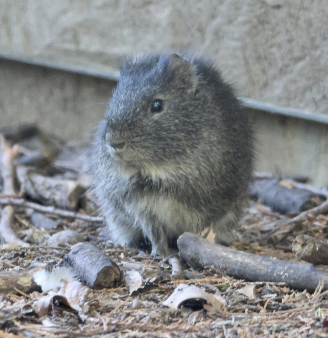 Brazilian Guinea Pig