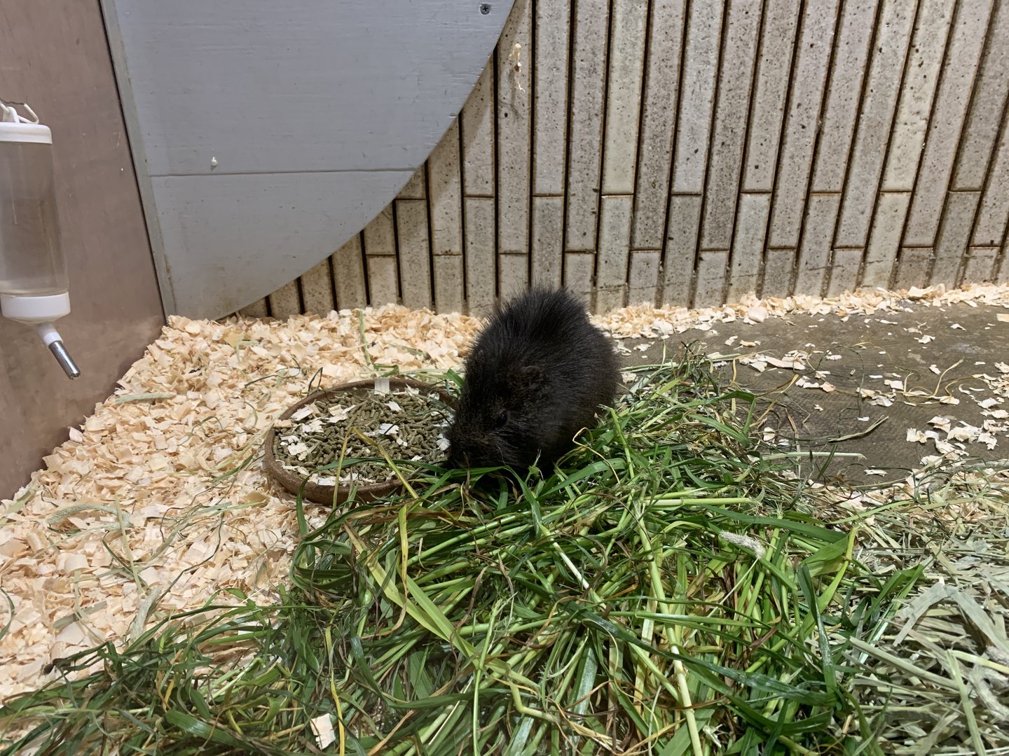 Brazilian Guinea Pig