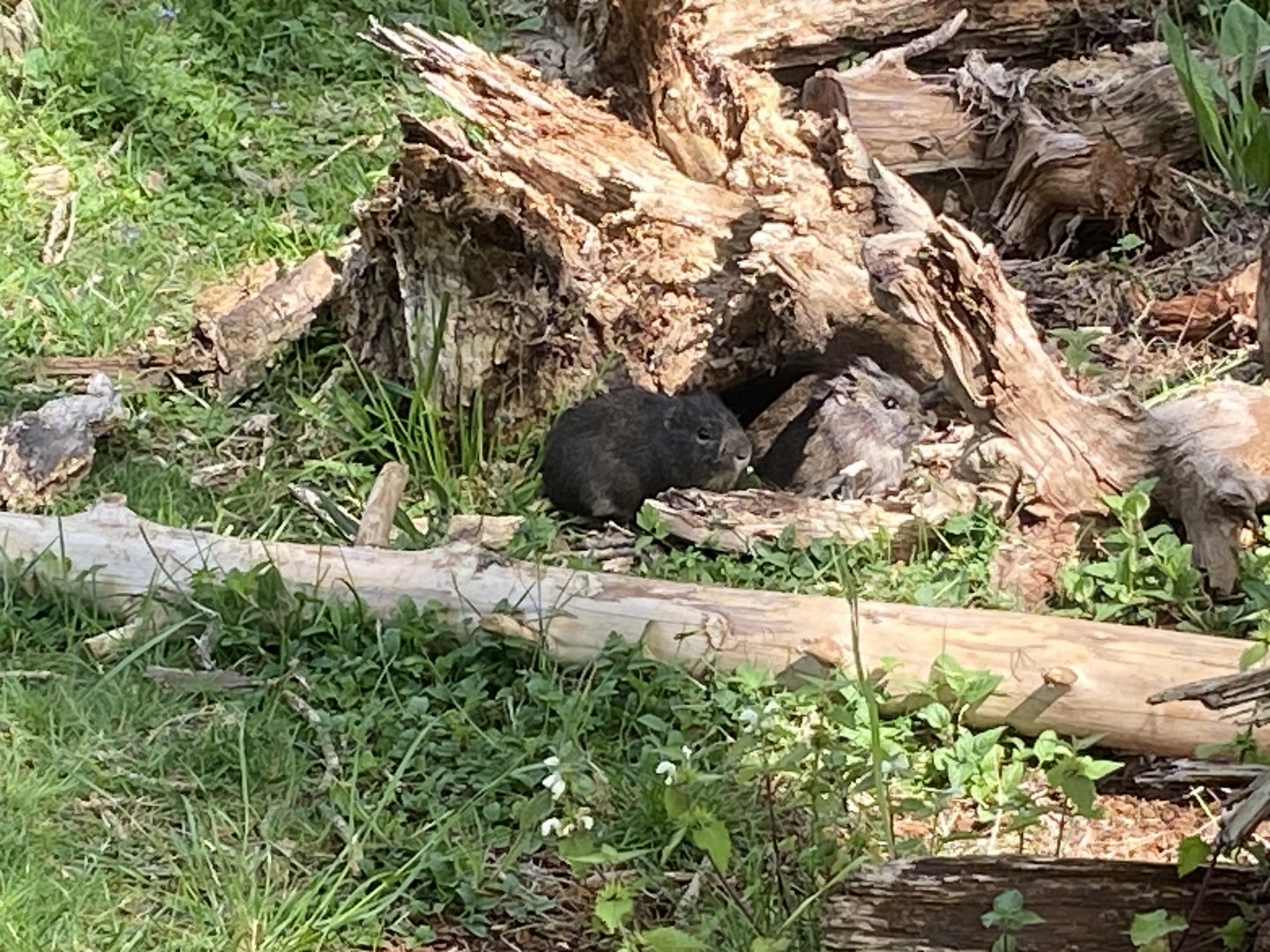 Brazilian guineapigs 090525