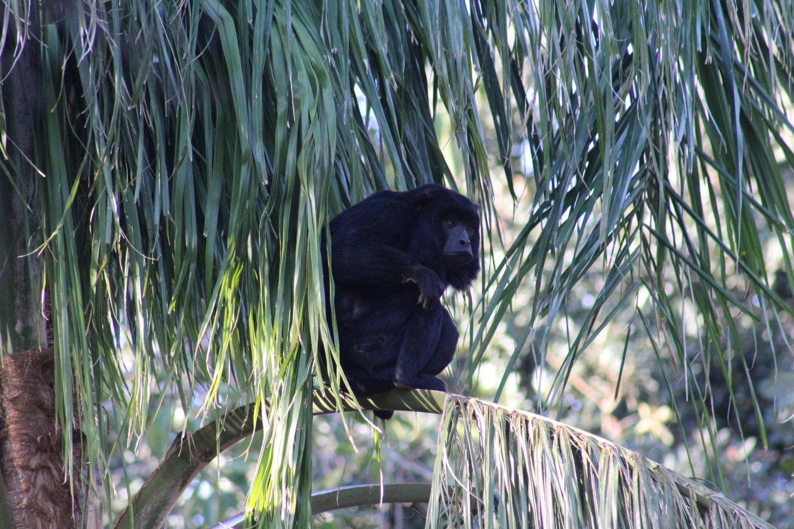 Brazilian Howler Monkey