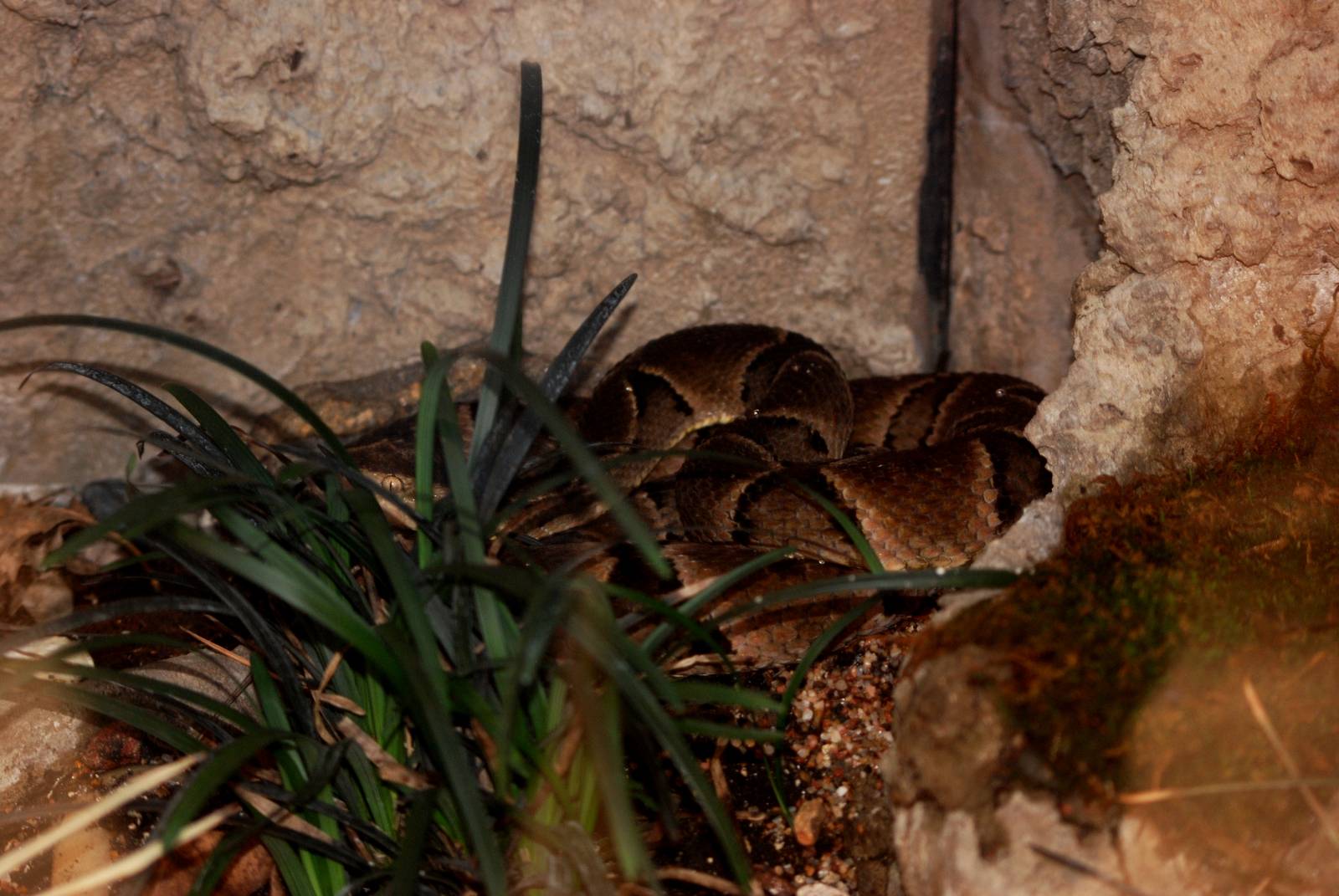 Brazilian Lancehead at Miami, 12/10/13