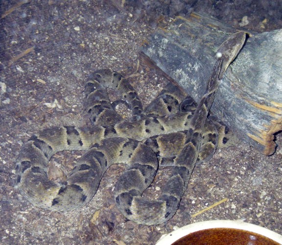Brazilian Lancehead (Bothrops moojeni)