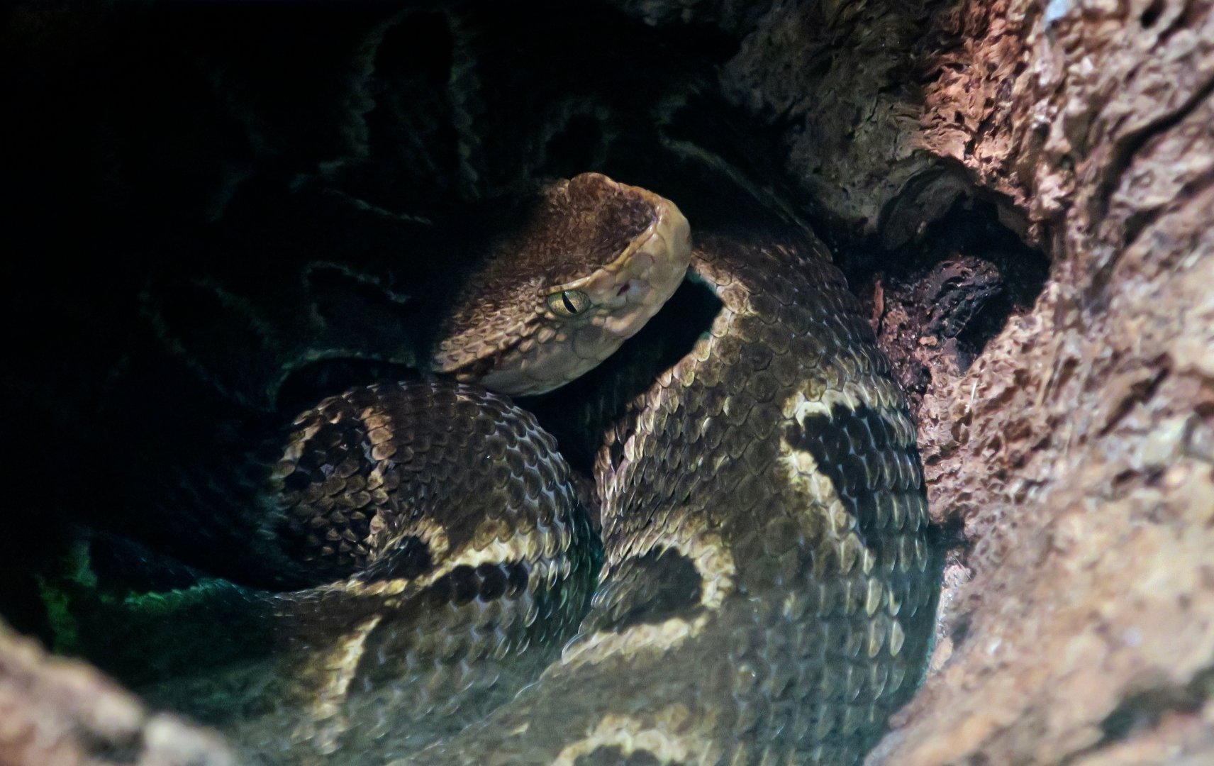 Brazilian Lancehead (Bothrops moojeni)