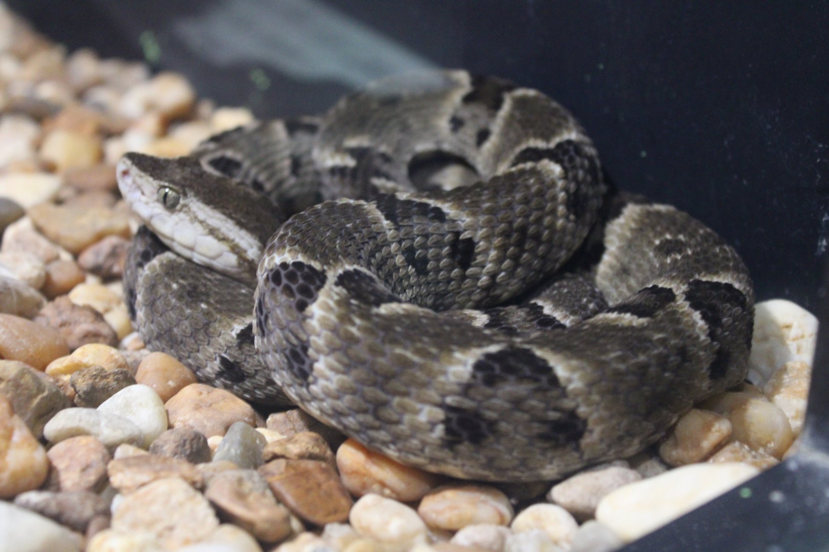 Brazilian Lancehead (Bothrops moojeni)