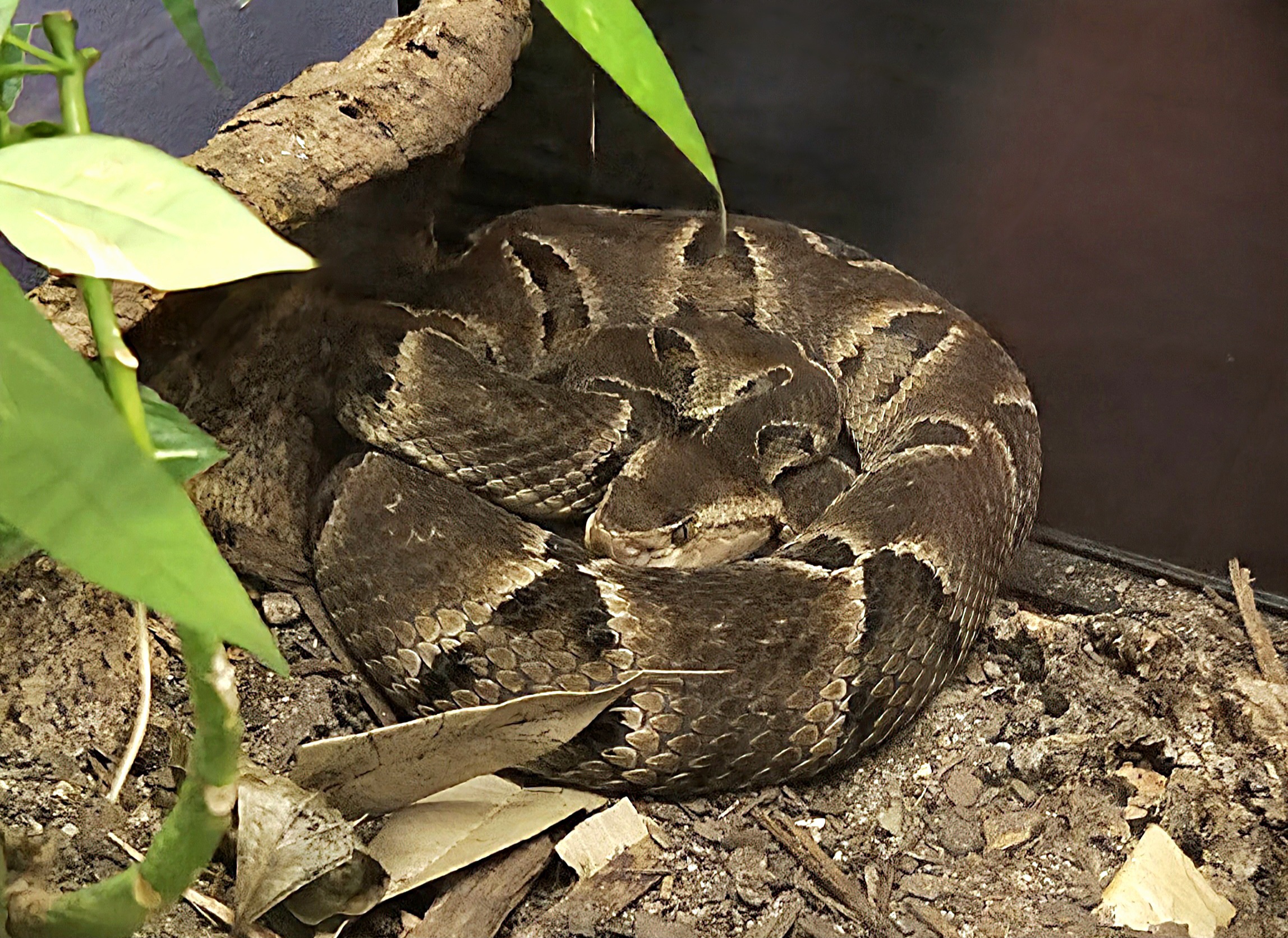 Brazilian Lancehead - Reptile Gardens