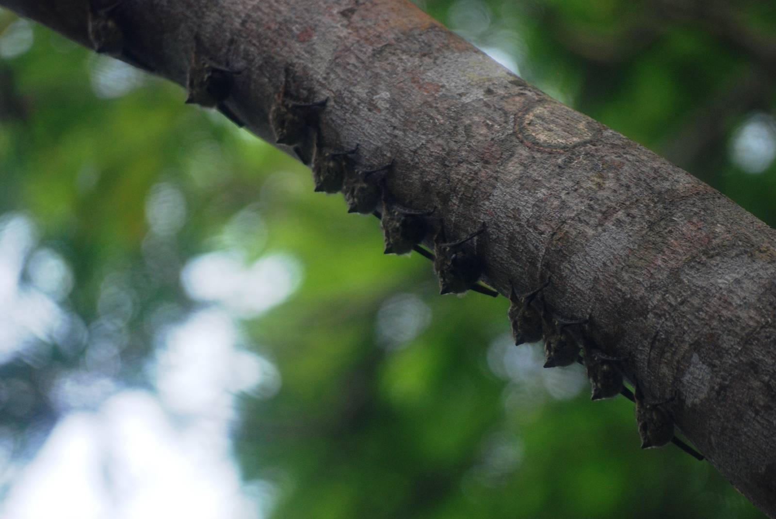 Brazilian Long-nosed Bats in Tortuguero, 14/04/14