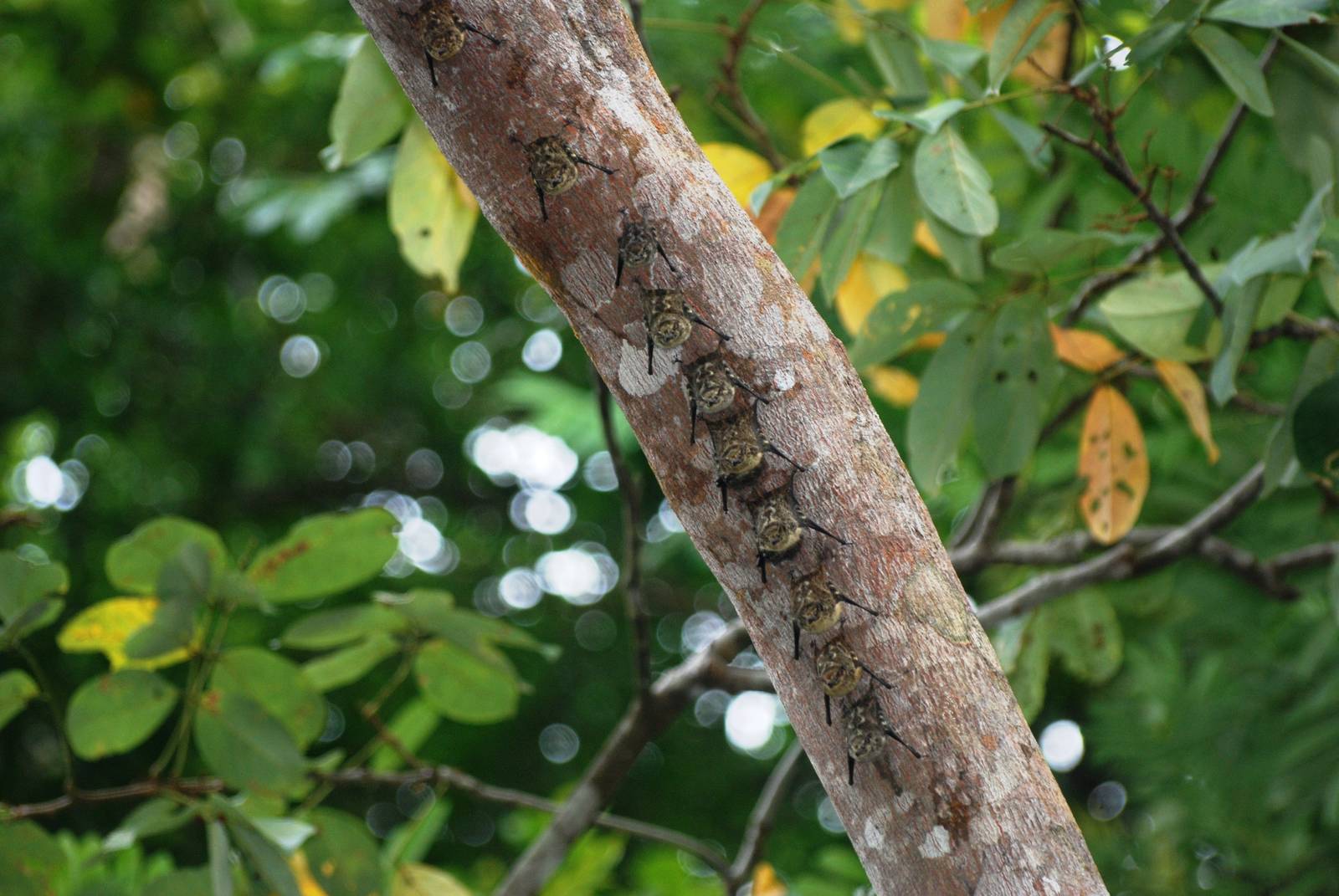 Brazilian Long-nosed Bats in Tortuguero, 15/04/14