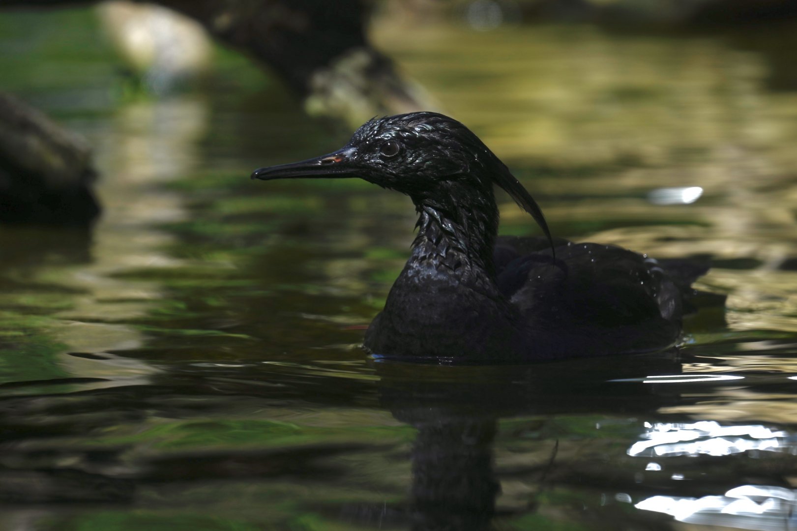 Brazilian Merganser (mergus octosetaceus) 03/24