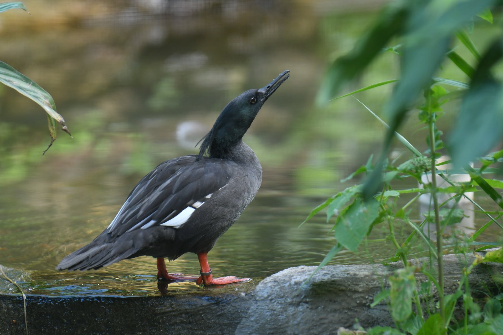 Brazilian Merganser Mergus octosetaceus