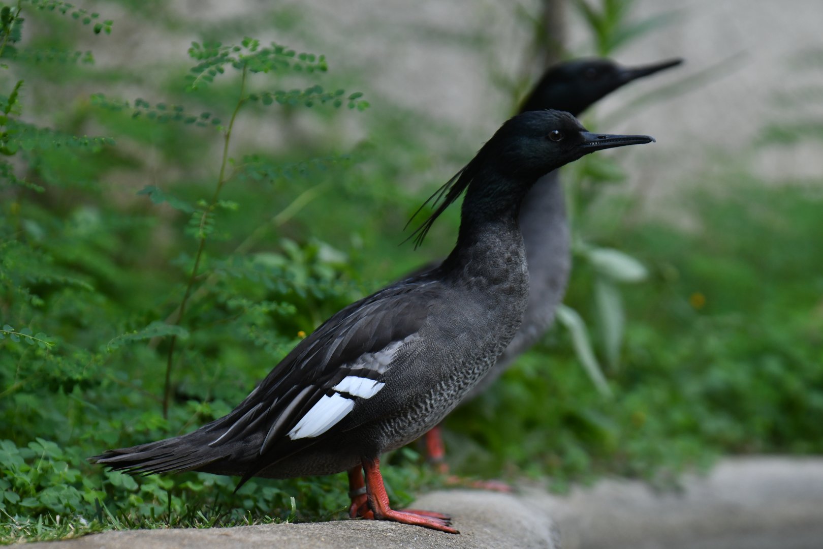 Brazilian Merganser Mergus octosetaceus