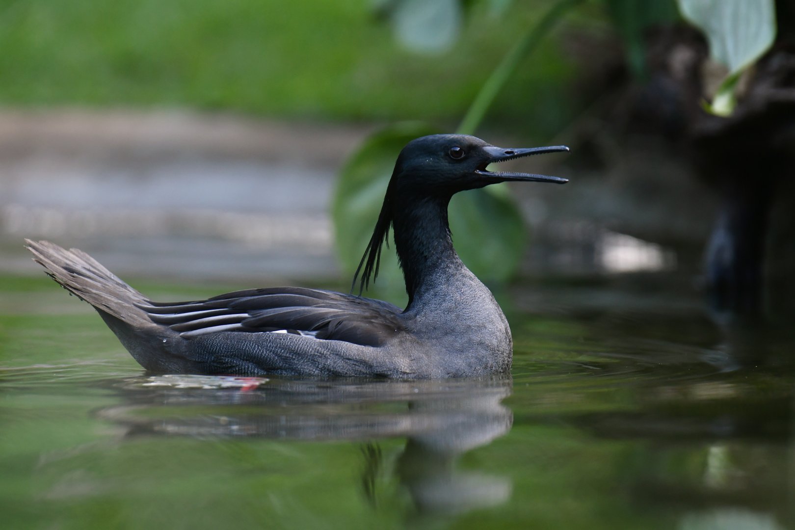 Brazilian Merganser Mergus octosetaceus