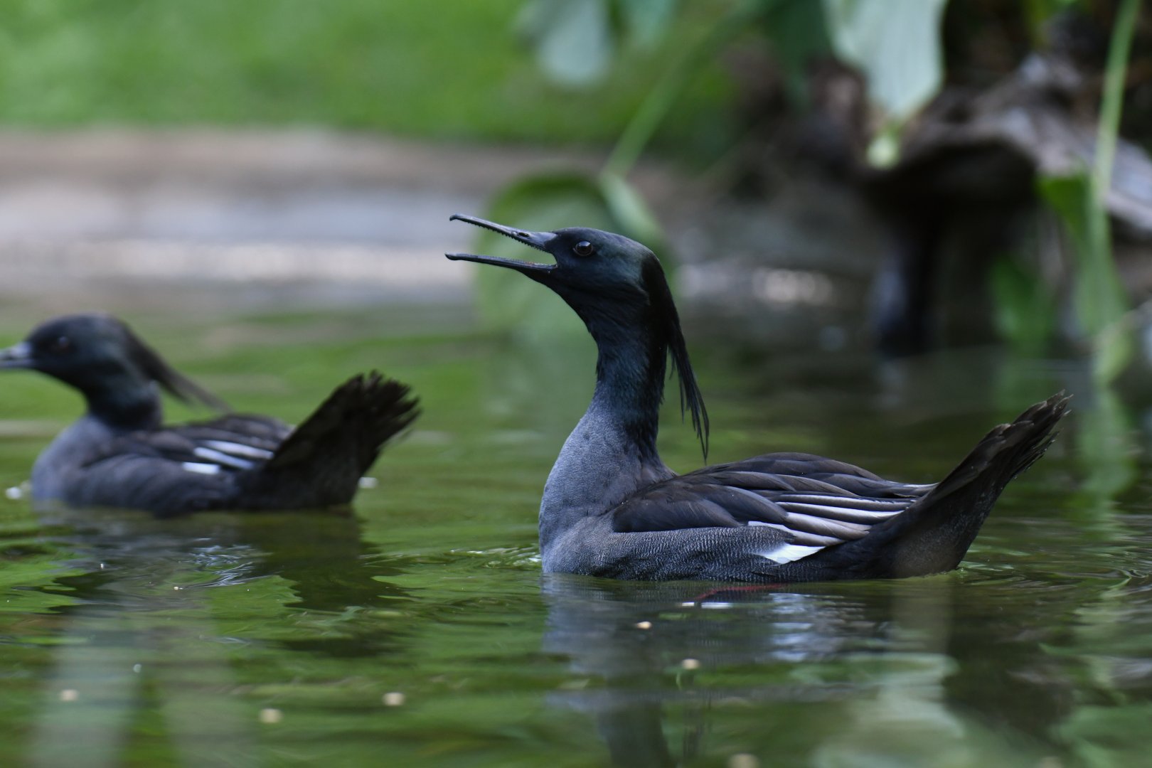 Brazilian Merganser Mergus octosetaceus