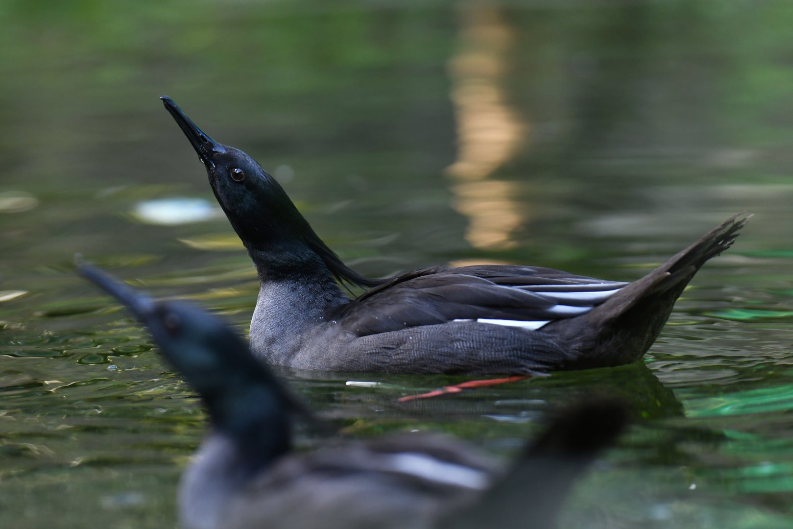 Brazilian Merganser Mergus octosetaceus