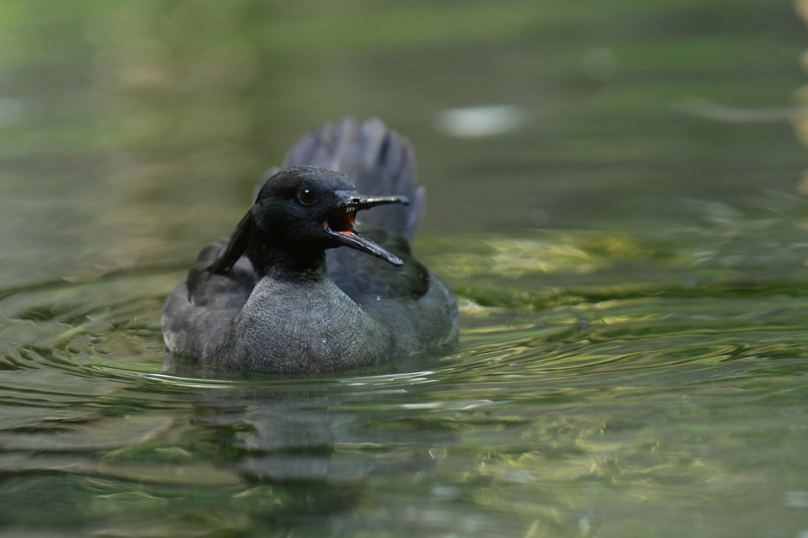 Brazilian Merganser Mergus octosetaceus