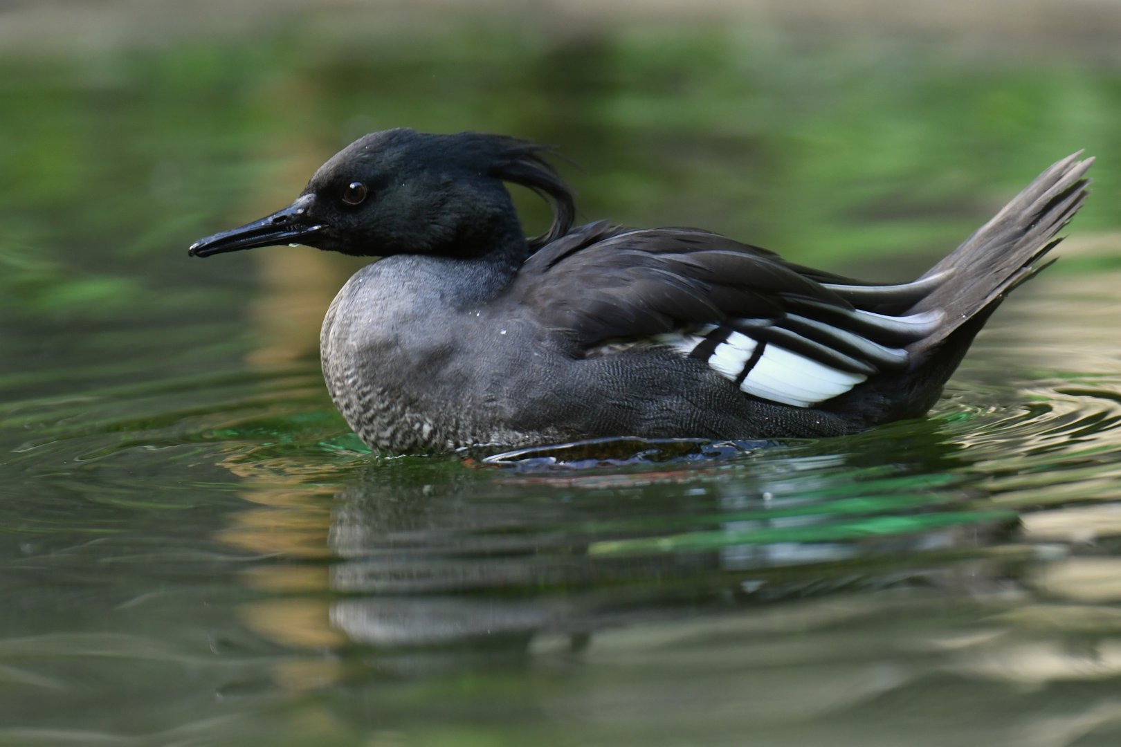 Brazilian Merganser Mergus octosetaceus