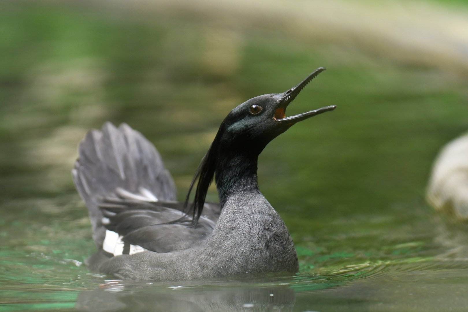 Brazilian Merganser Mergus octosetaceus
