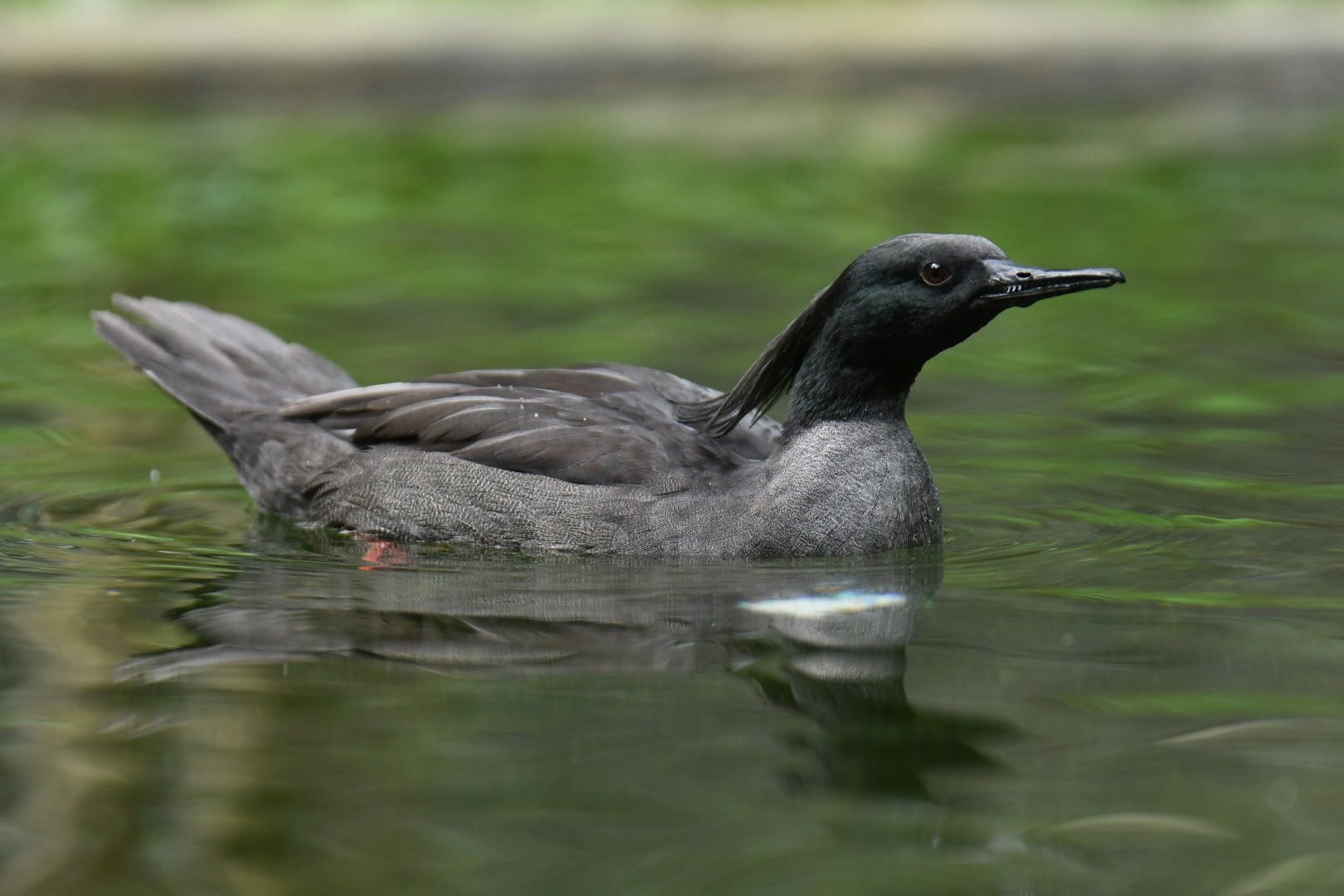 Brazilian Merganser Mergus octosetaceus