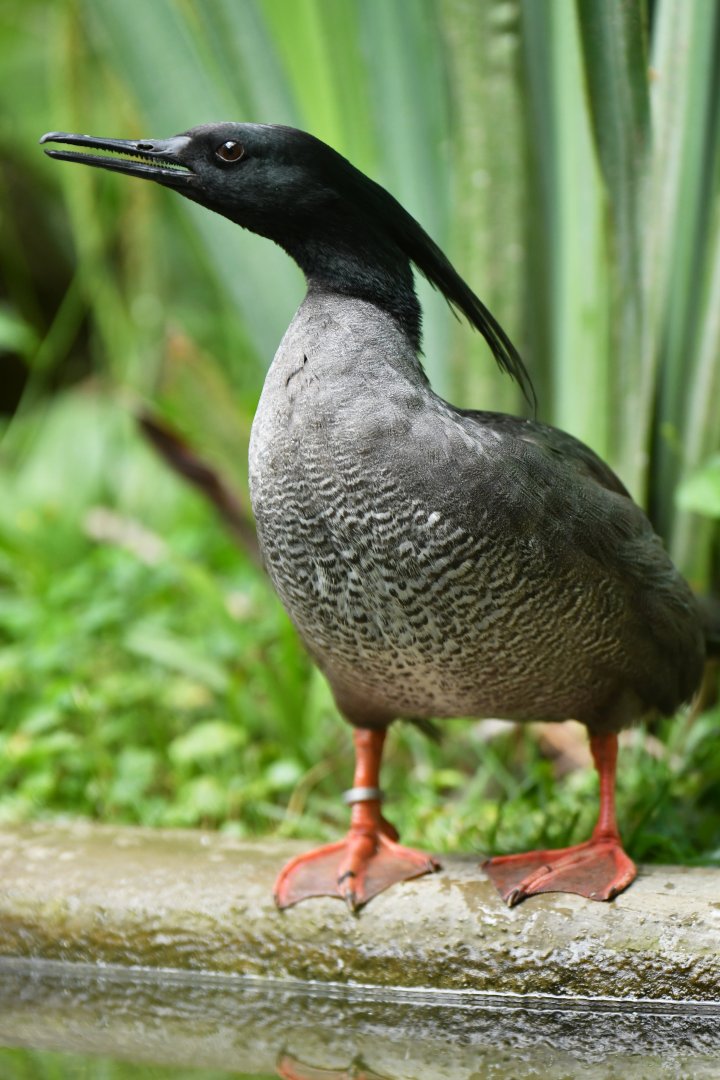 Brazilian Merganser Mergus octosetaceus