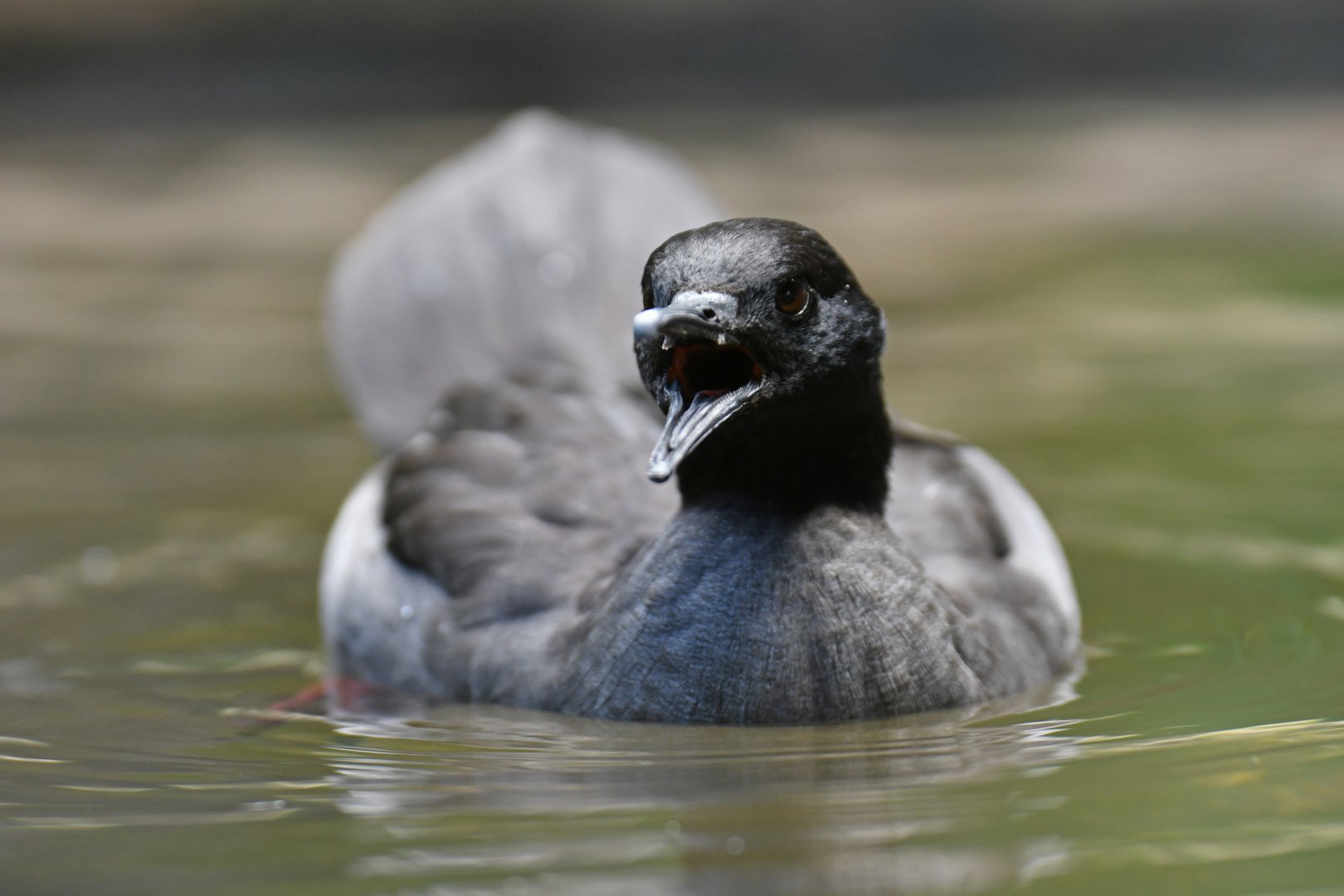 Brazilian Merganser Mergus octosetaceus