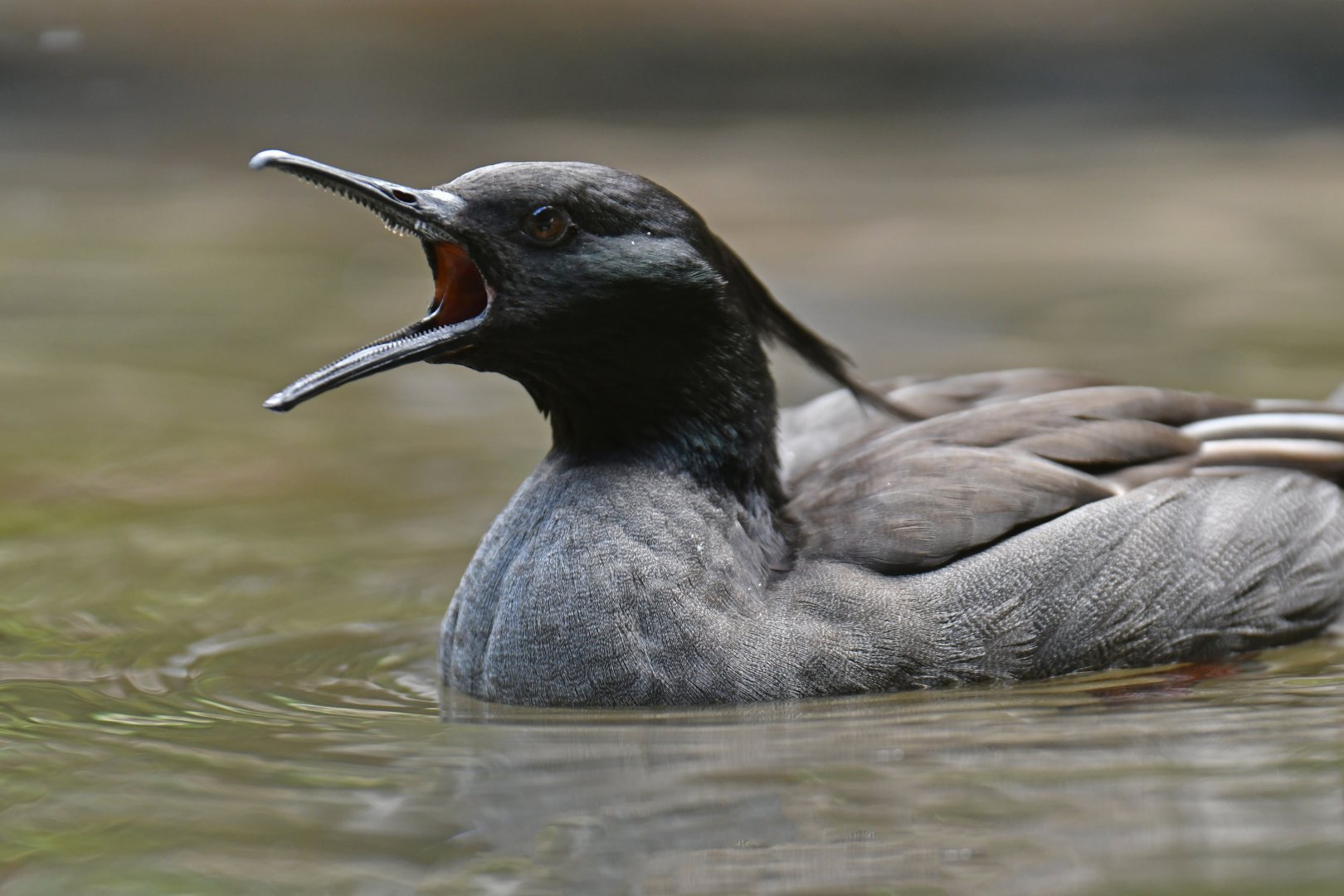 Brazilian Merganser Mergus octosetaceus