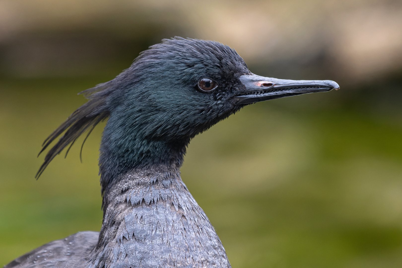 Brazilian merganser (Mergus octosetaceus)