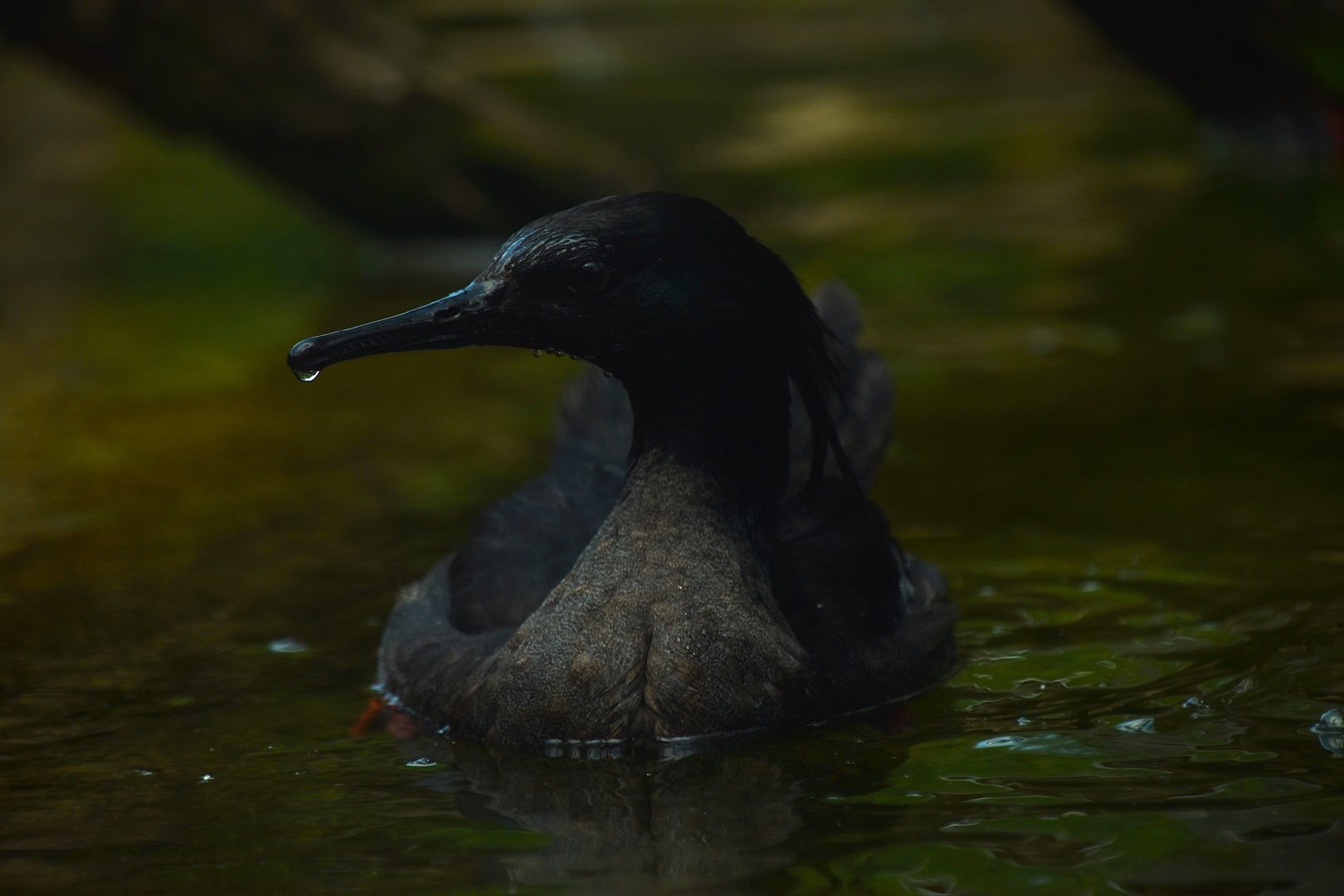Brazilian merganser, Mergus octosetaceus