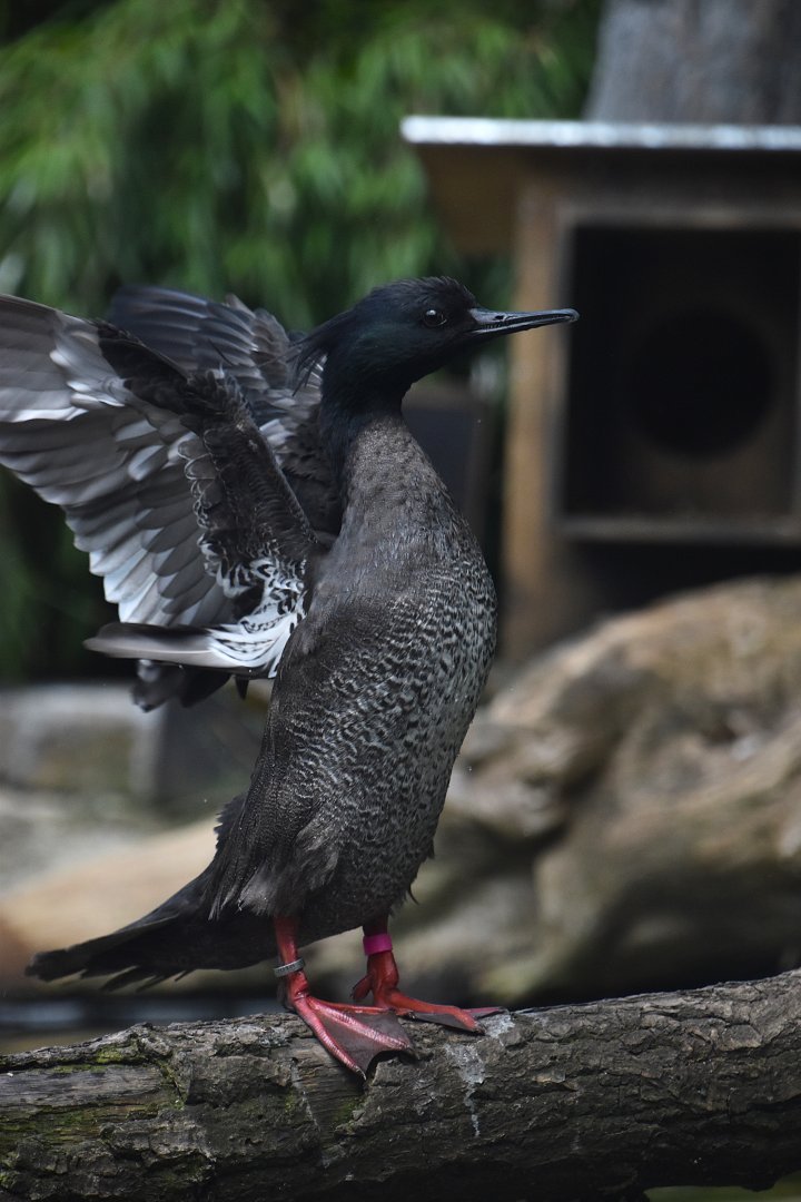 Brazilian merganser, Mergus octosetaceus