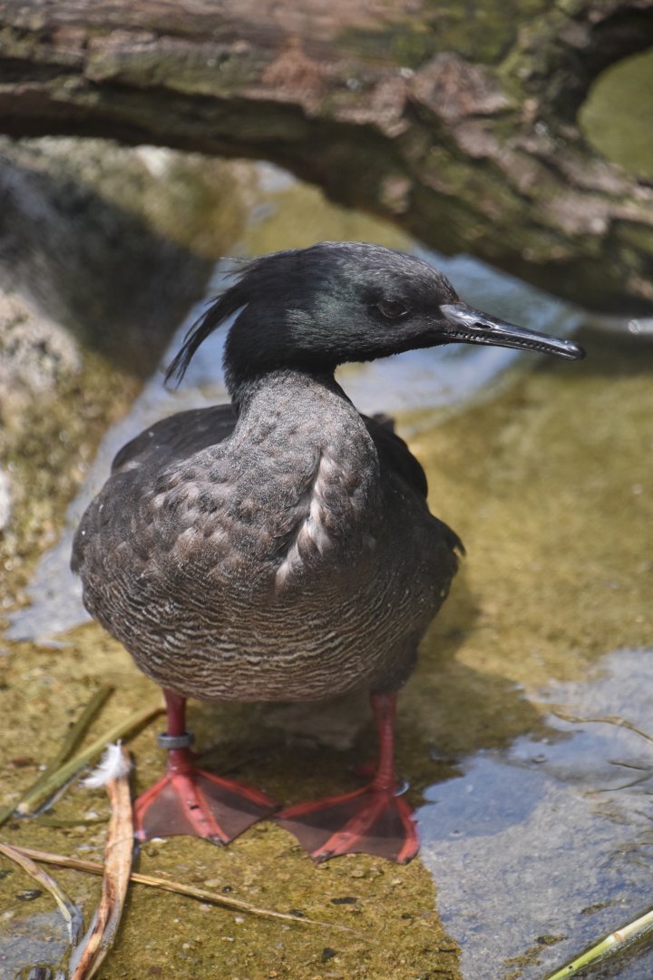 Brazilian merganser, Mergus octosetaceus