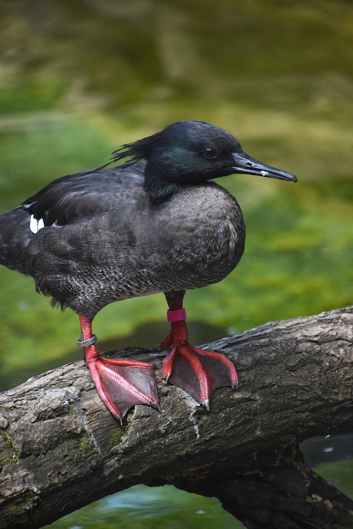 Brazilian merganser, Mergus octosetaceus
