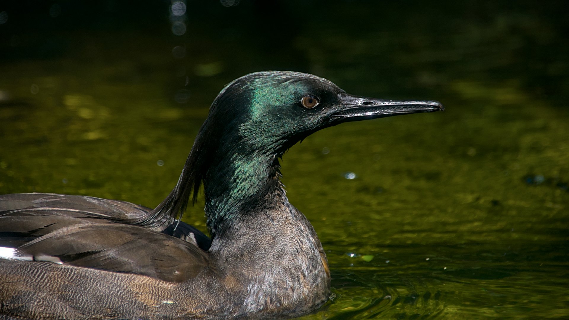 Brazilian merganser (Mergus octosetaceus)