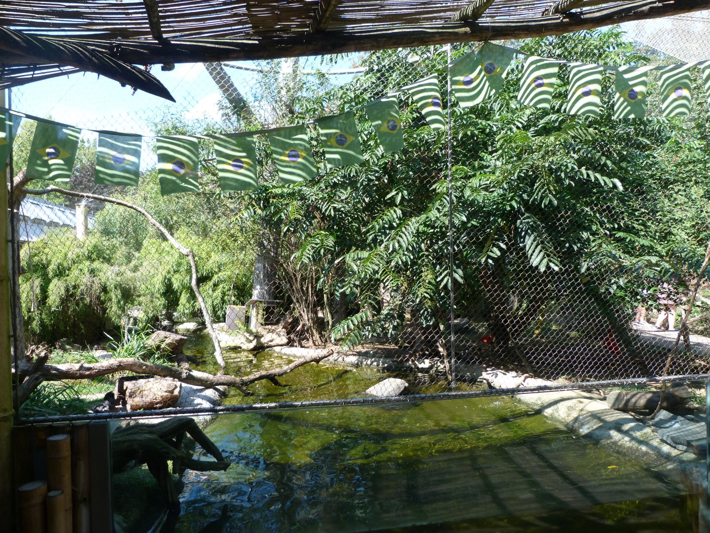 Brazilian merganser, Red-billed curassow, Scarlet ibis and Crested oropendola exhibit -Zoo Praha (2025)