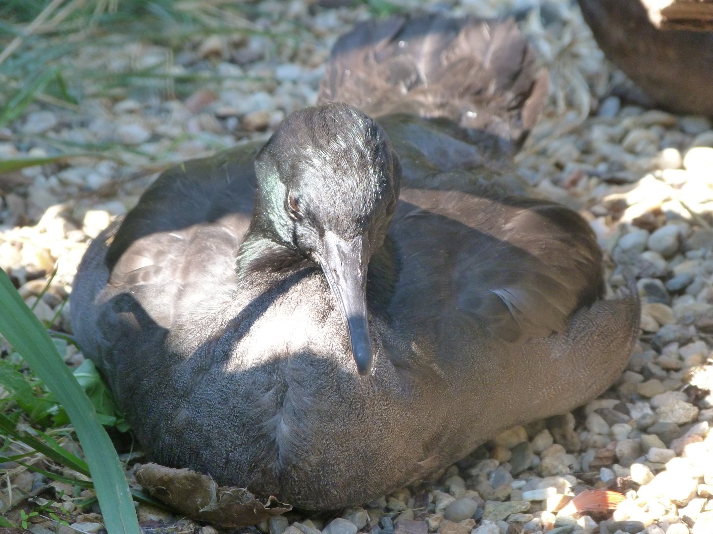 Brazilian merganser -Zoo Praha (2025)