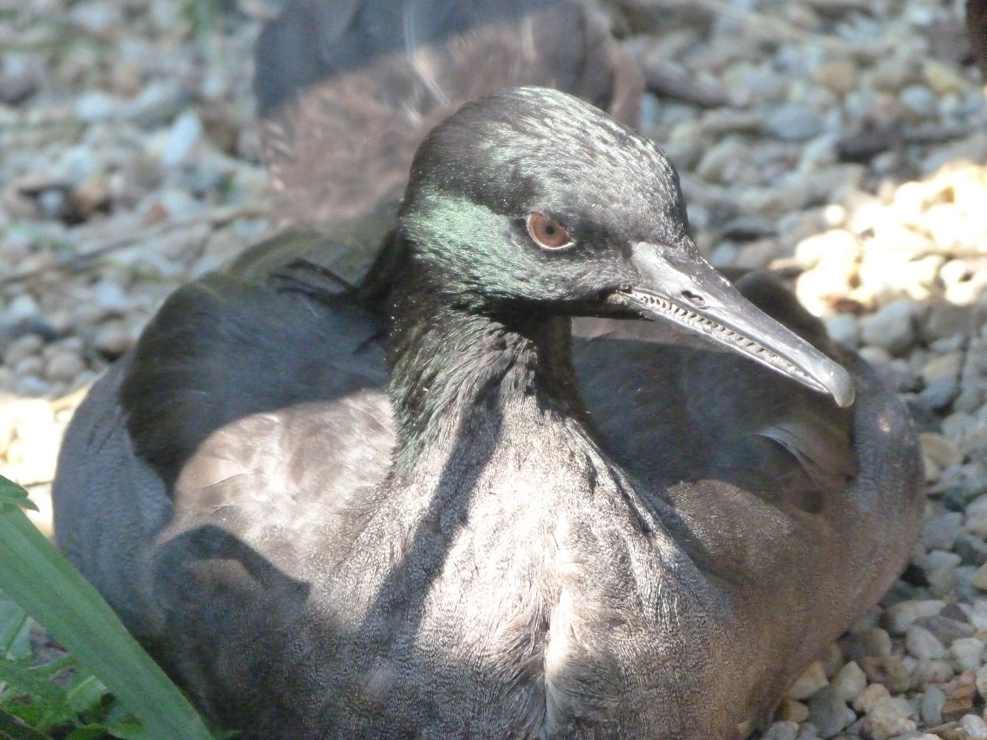 Brazilian merganser -Zoo Praha (2025)