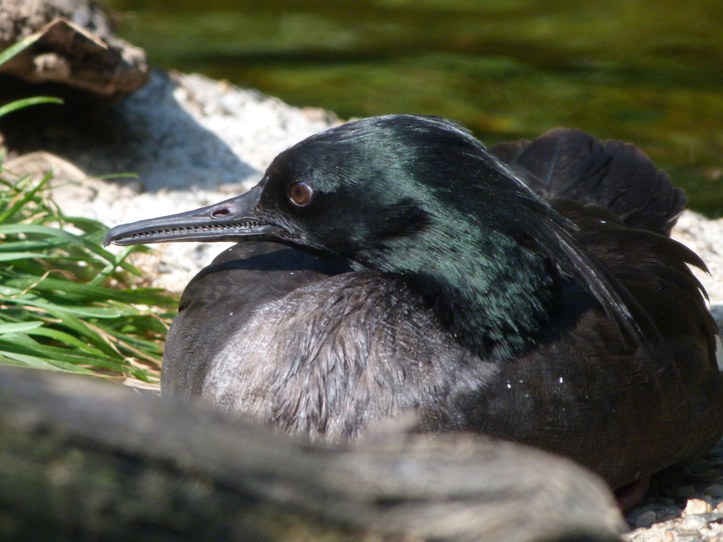 Brazilian merganser -Zoo Praha (2025)