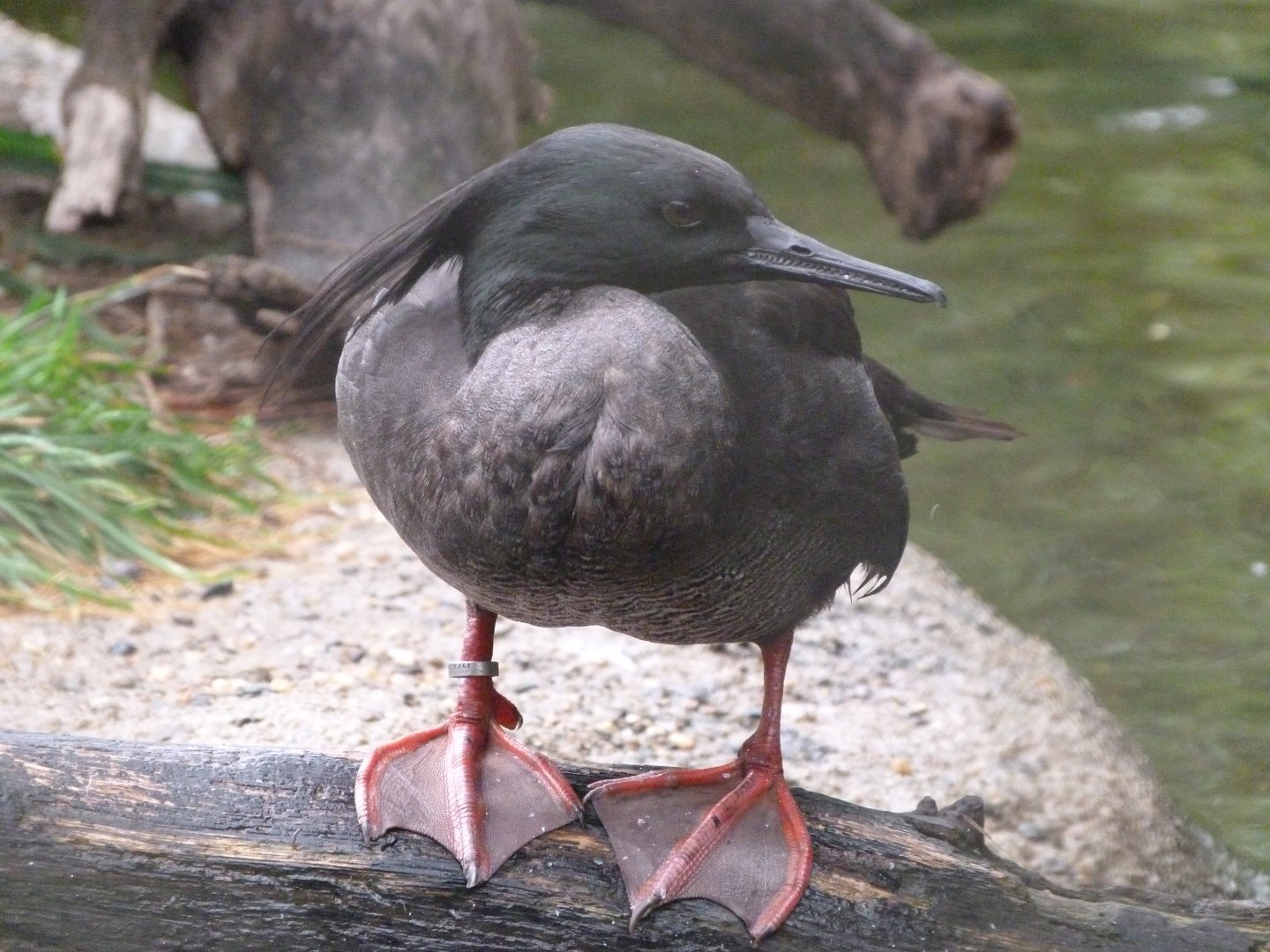 Brazilian merganser -Zoo Praha (2025)