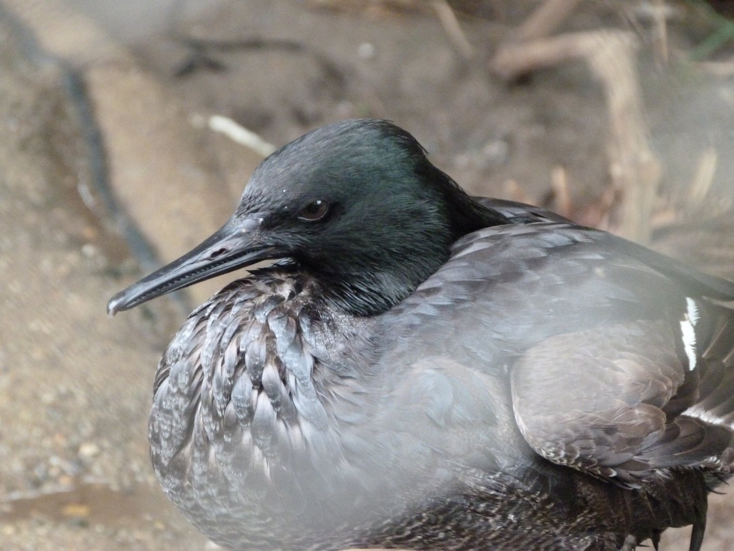 Brazilian merganser -Zoo Praha (2025)