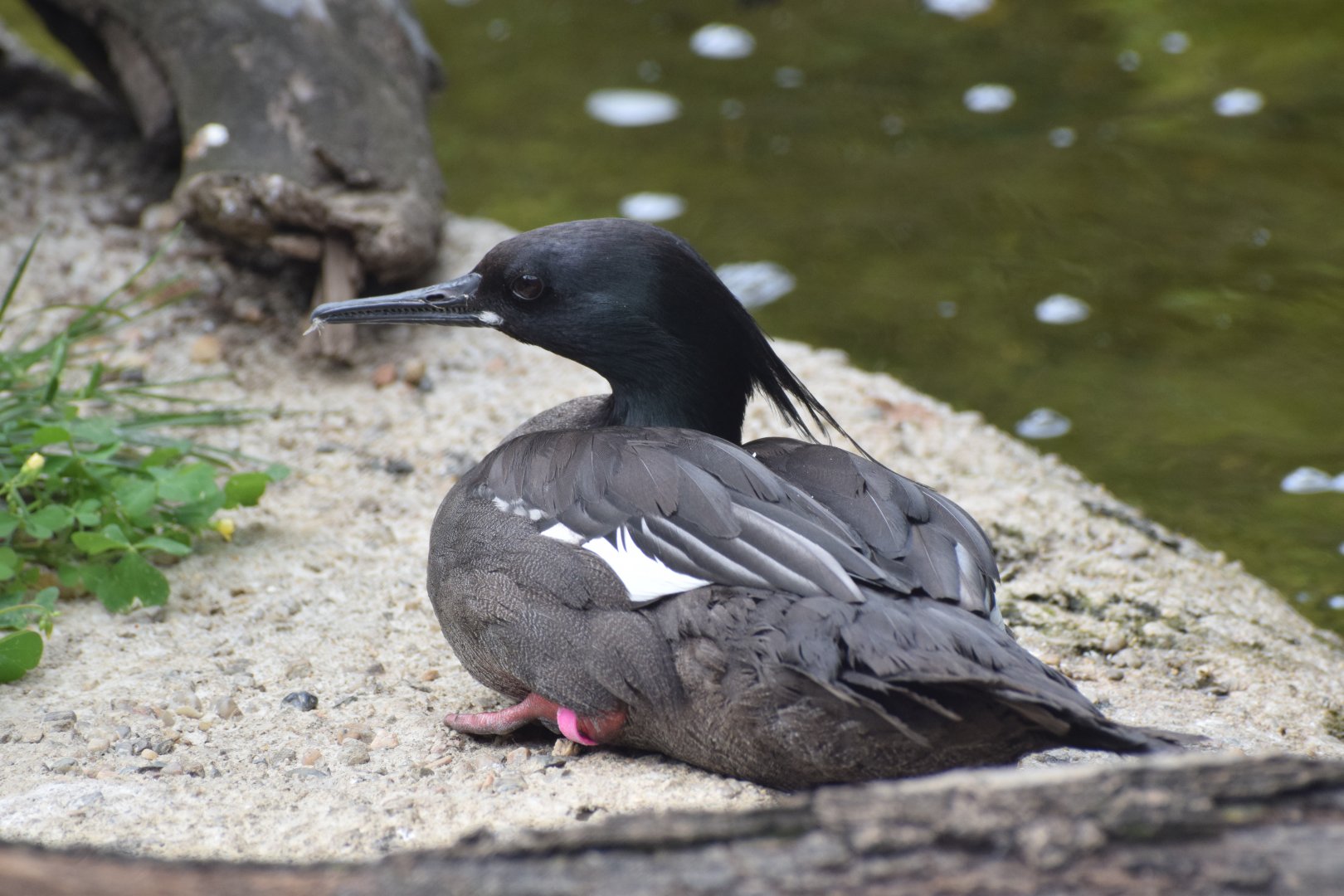 Brazilian merganser