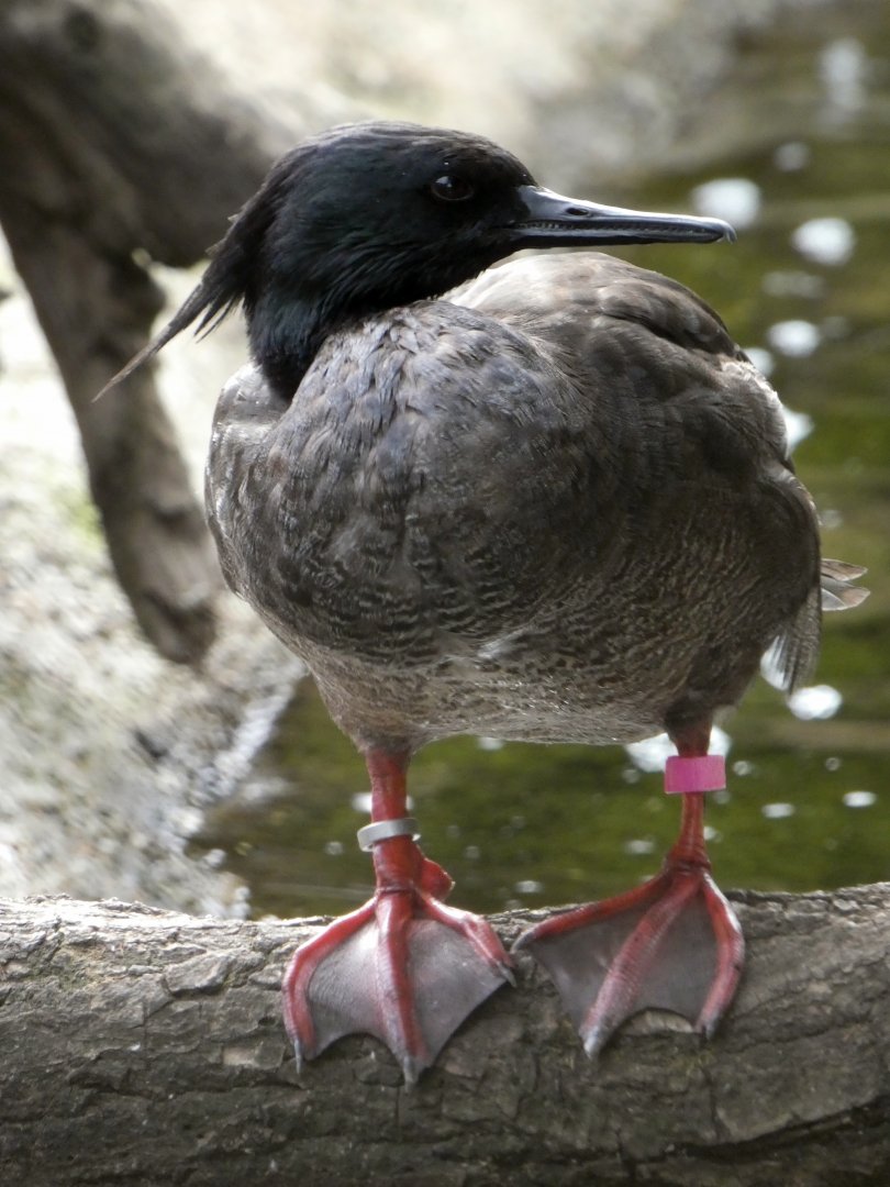 Brazilian merganser