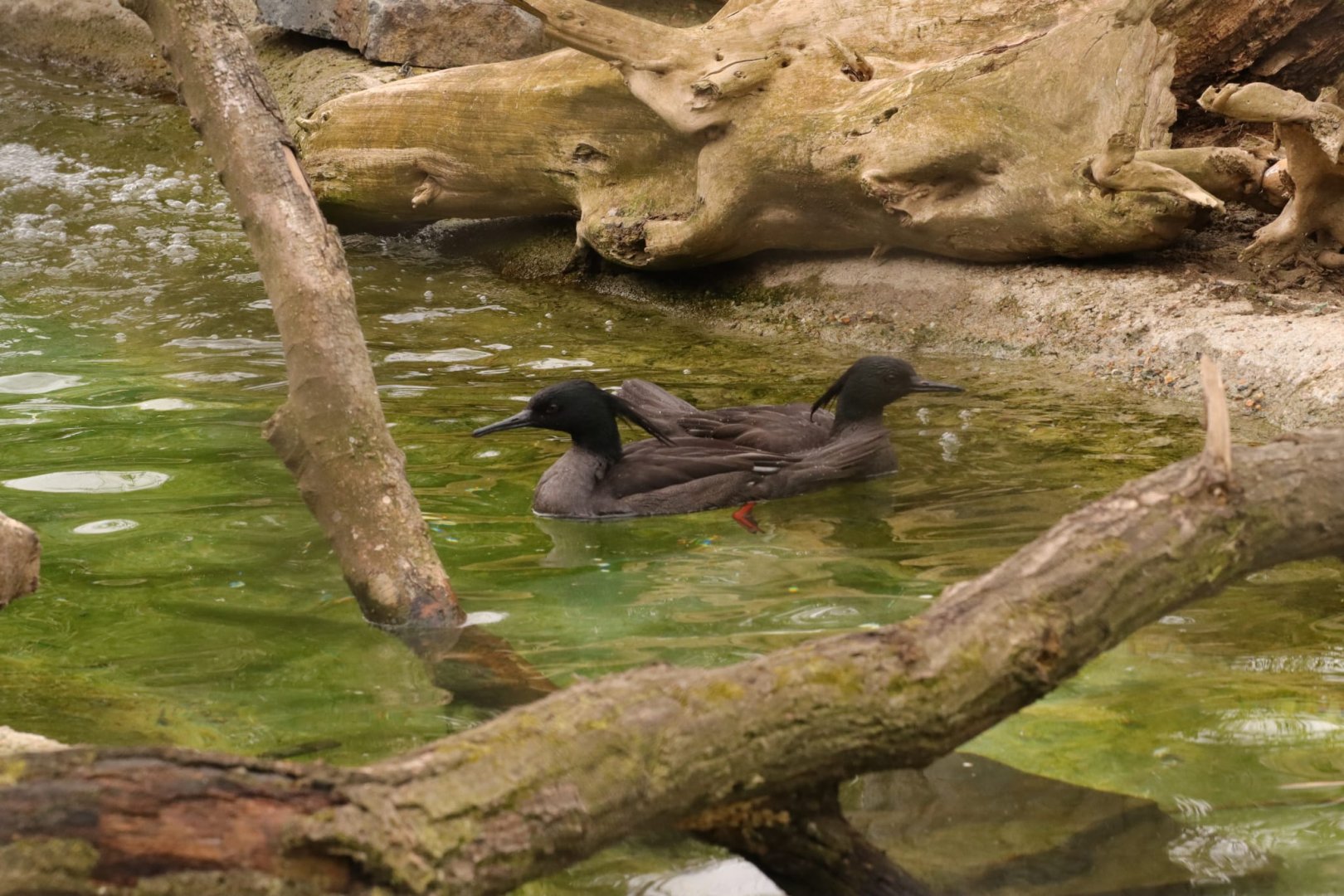 Brazilian mergansers (Mergus octesetaceus) in Bird Wetlands