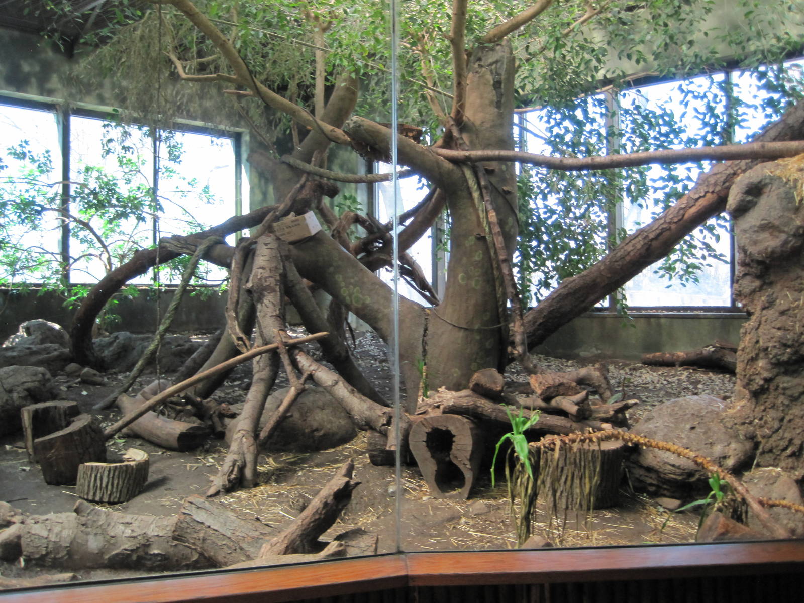 Brazilian Ocelot Exhibit