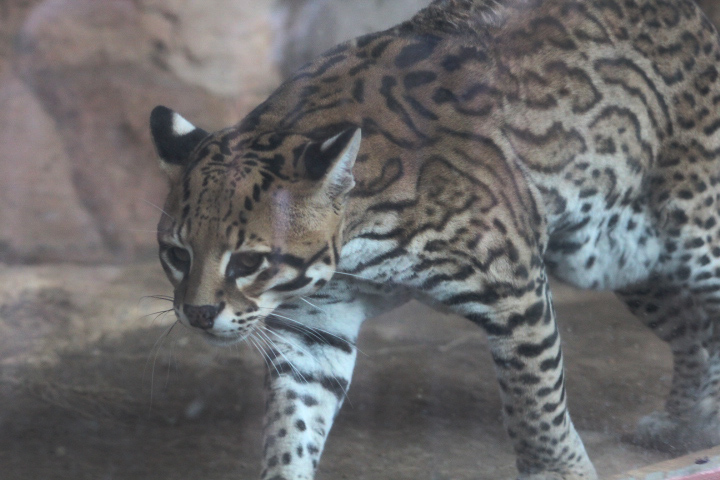Brazilian ocelot (Leopardus pardalis mitis)