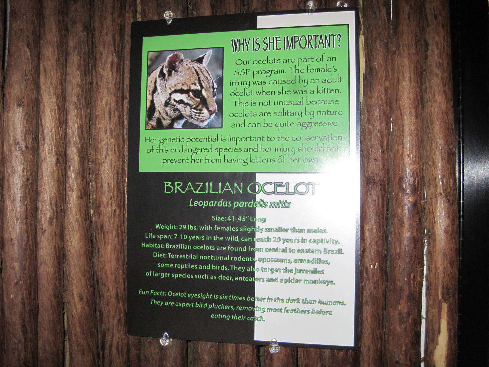 Brazilian Ocelot Signage