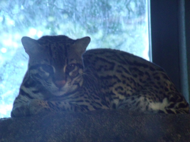Brazilian Ocelot