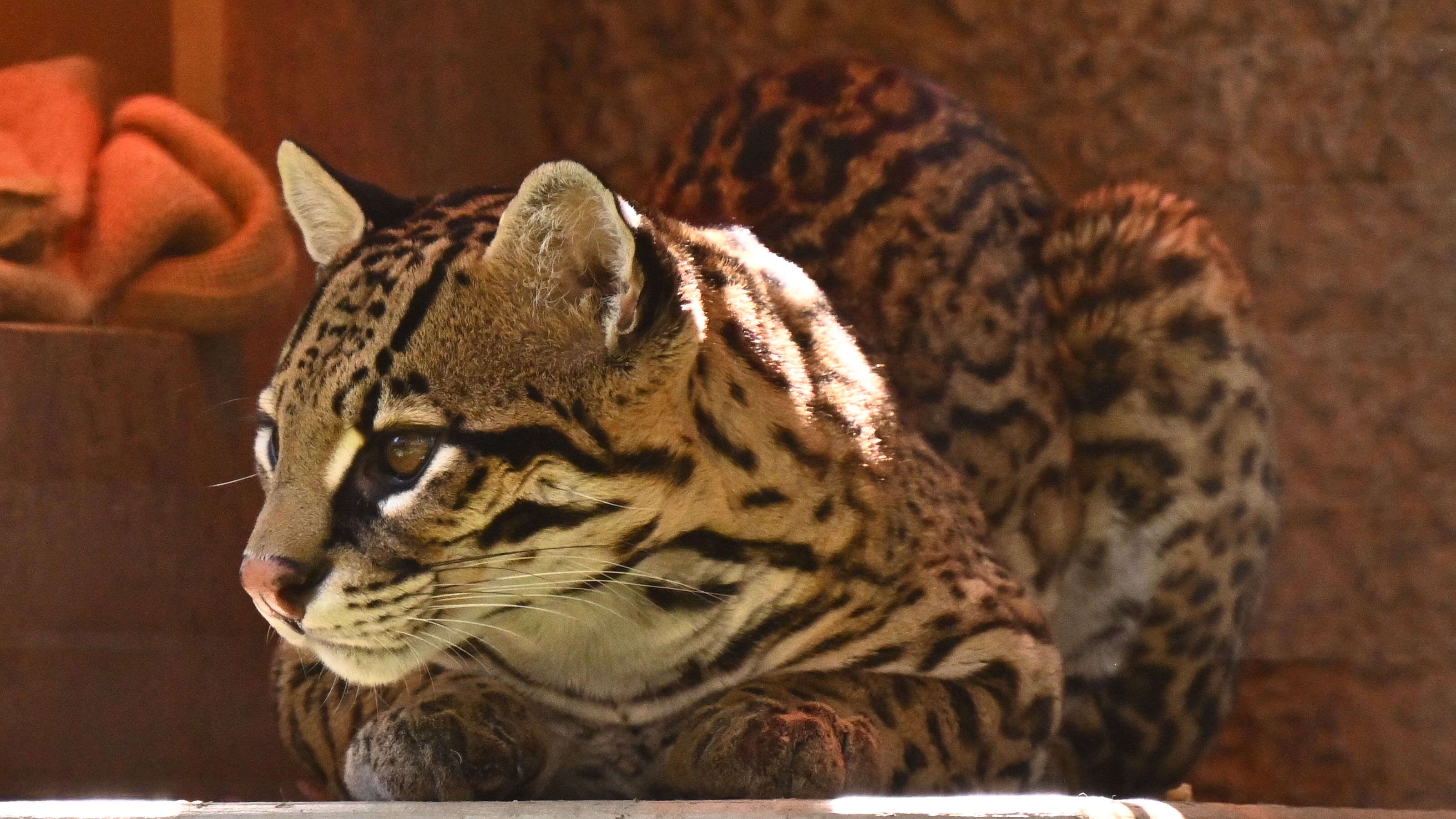 Brazilian Ocelot