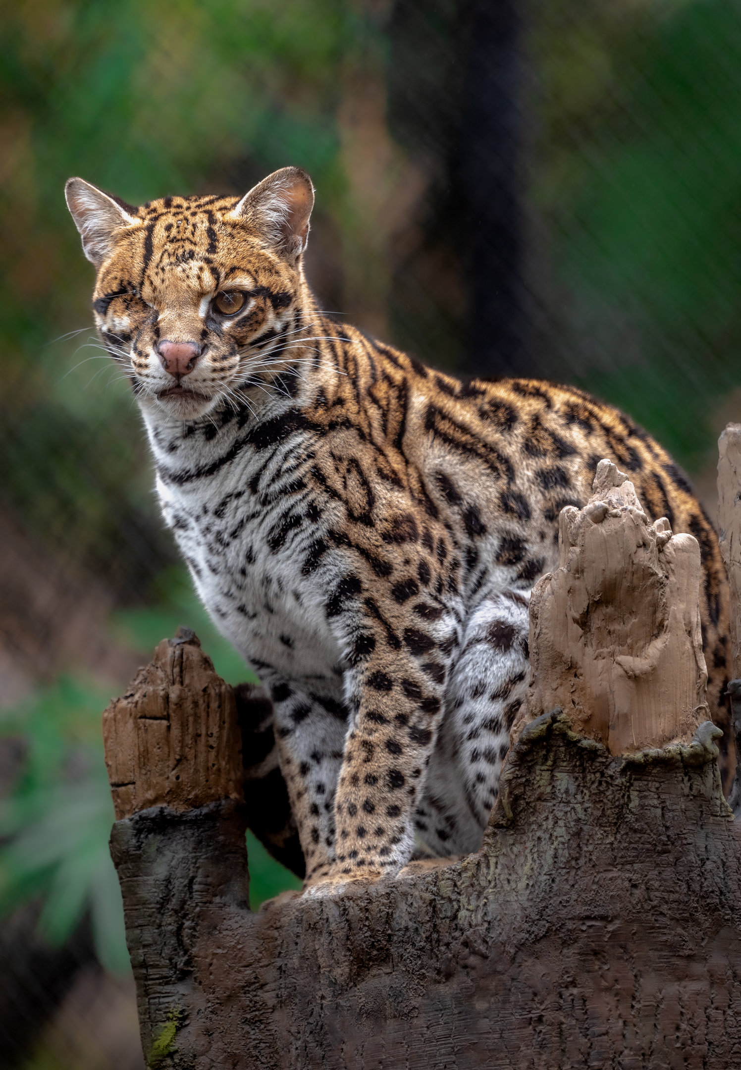 Brazilian Ocelot