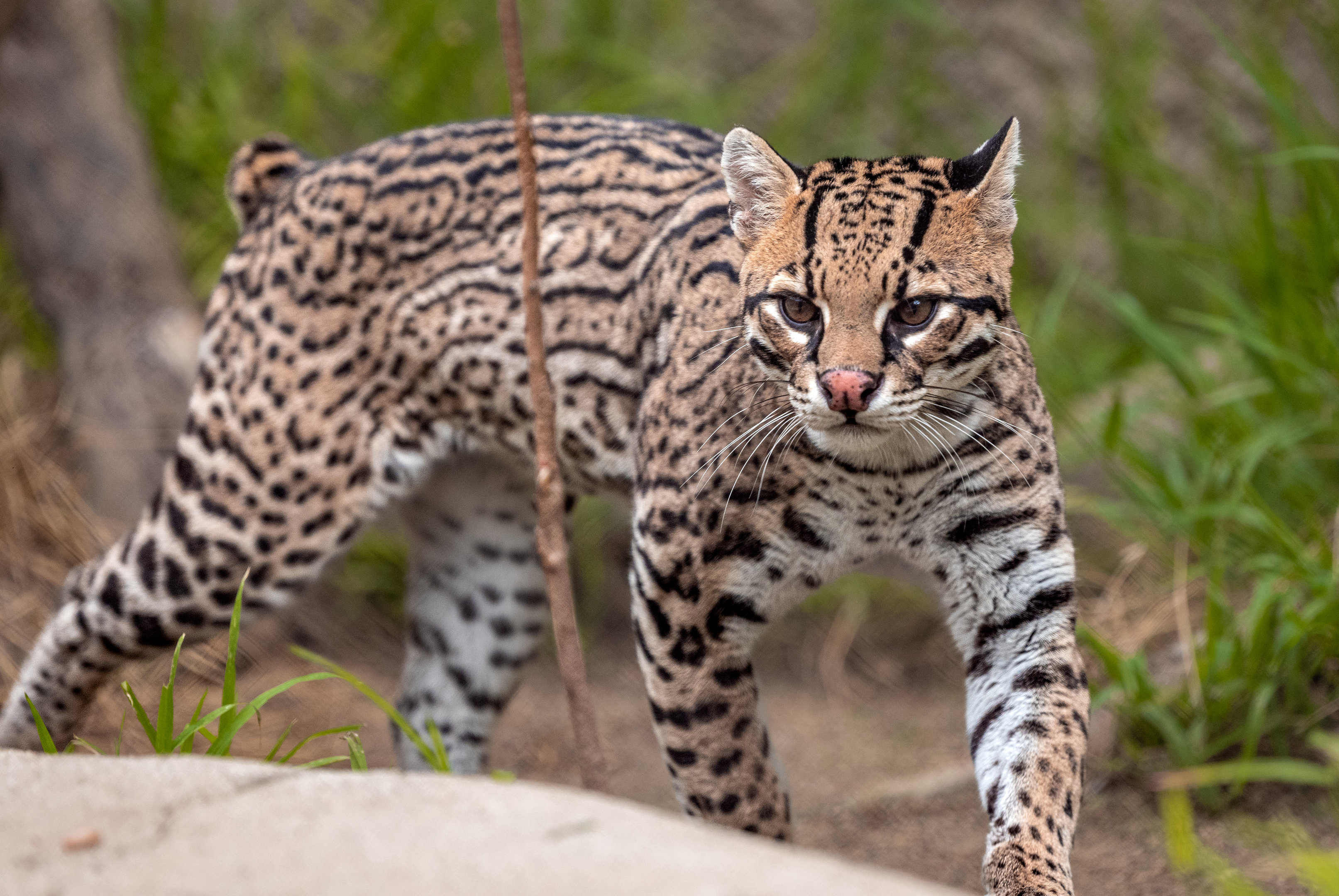 Brazilian Ocelot