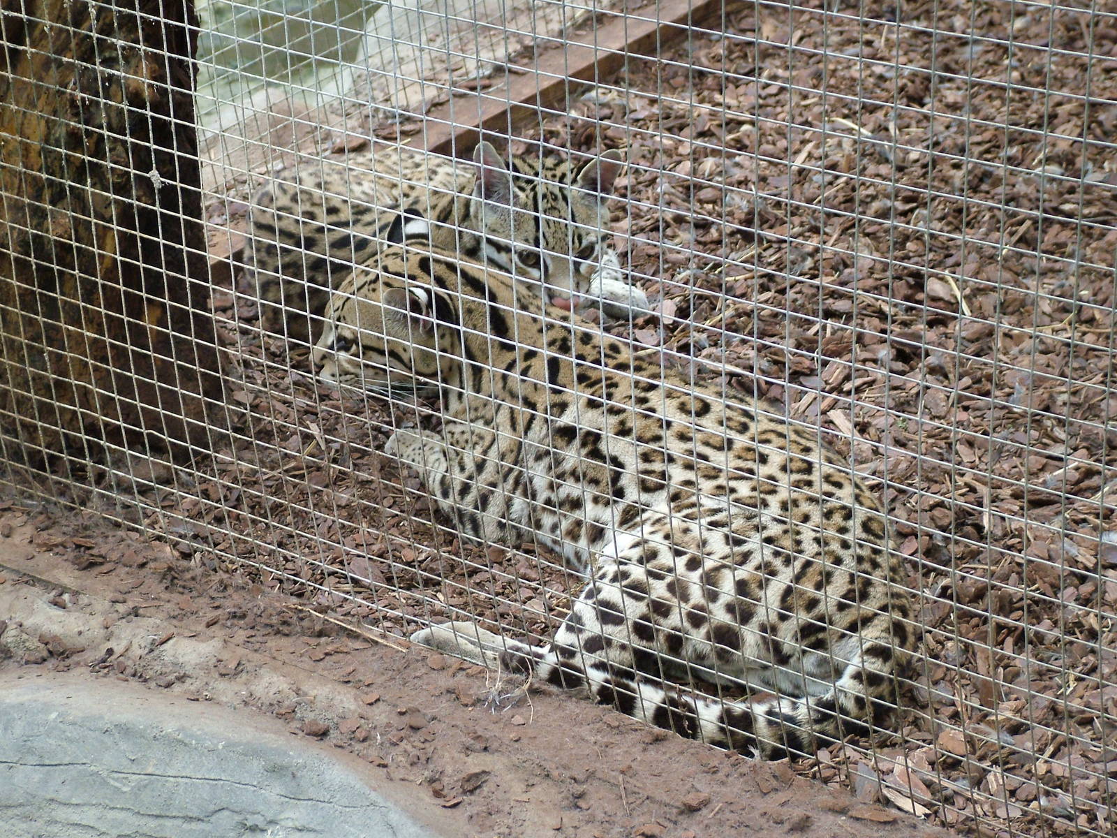 Brazilian Ocelots at the RSCC, 31/07/10