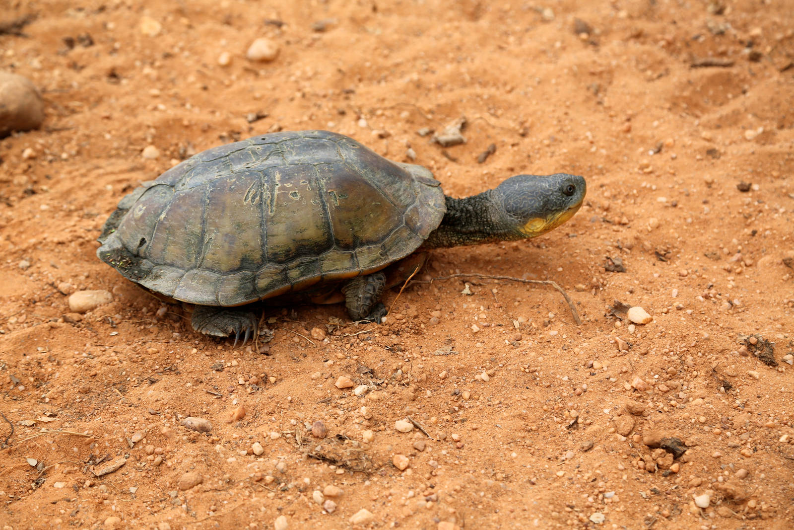 Brazilian Pantanal / Big headed swamp turtle